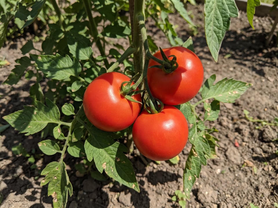 A truss of Creole tomatoes