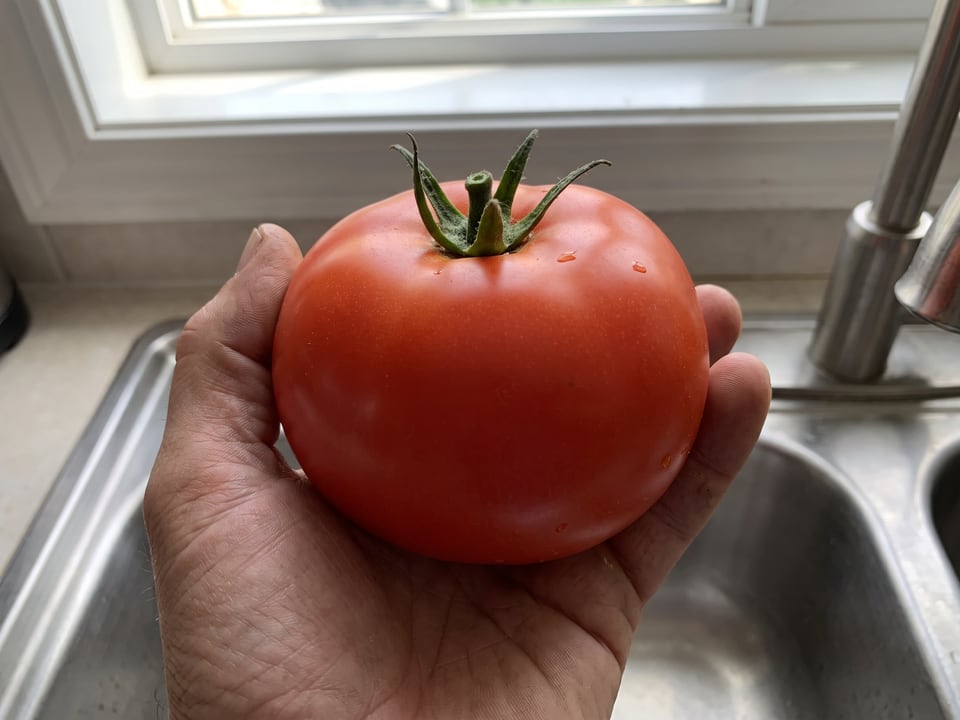 A ripe Creole tomato held in a gardener's hand