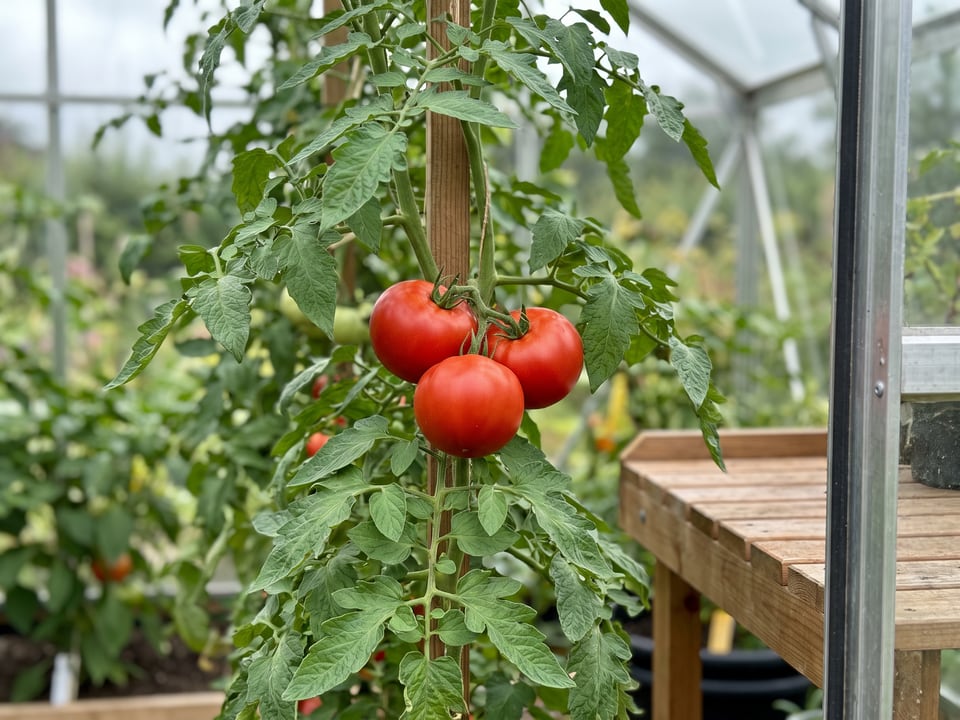 Creole tomatoes ripening on the vine under cover