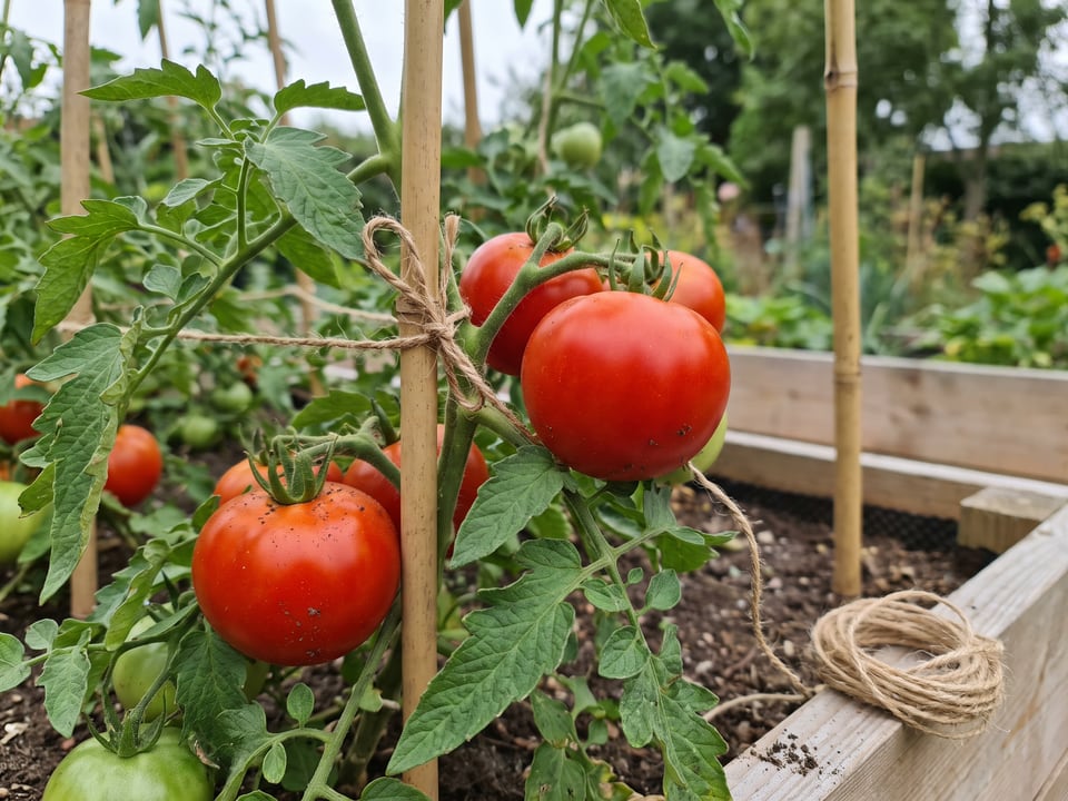 Creole tomato plant in a garden bed with ripe fruit on the vine