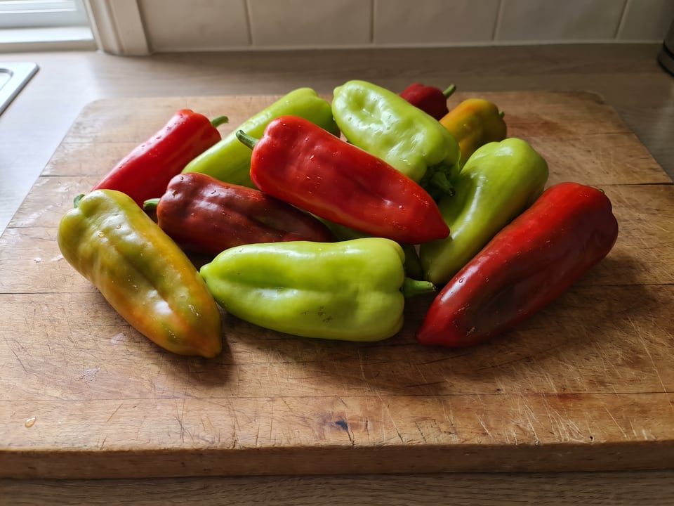 Freshly picked Cubanelle peppers