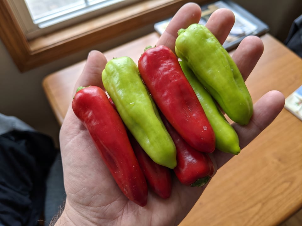 A ripe Cubanelle pepper pod held in a gardener's hand