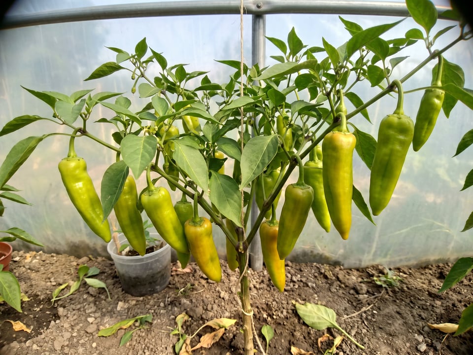 Cubanelle pepper plant with ripe pods