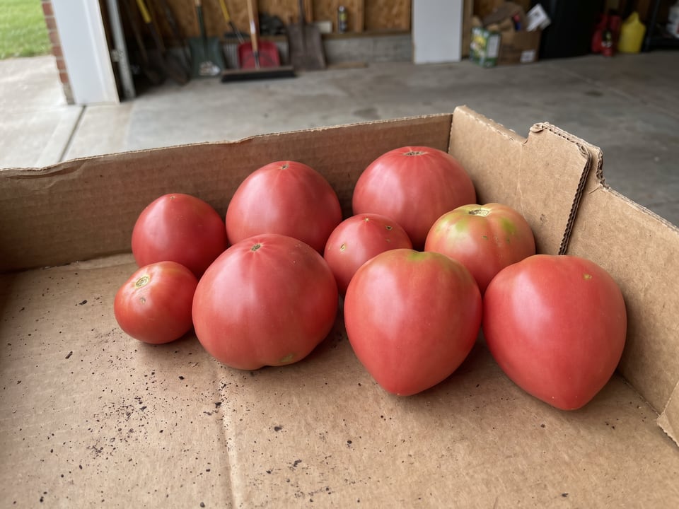 Freshly picked Cuor di Bue tomatoes
