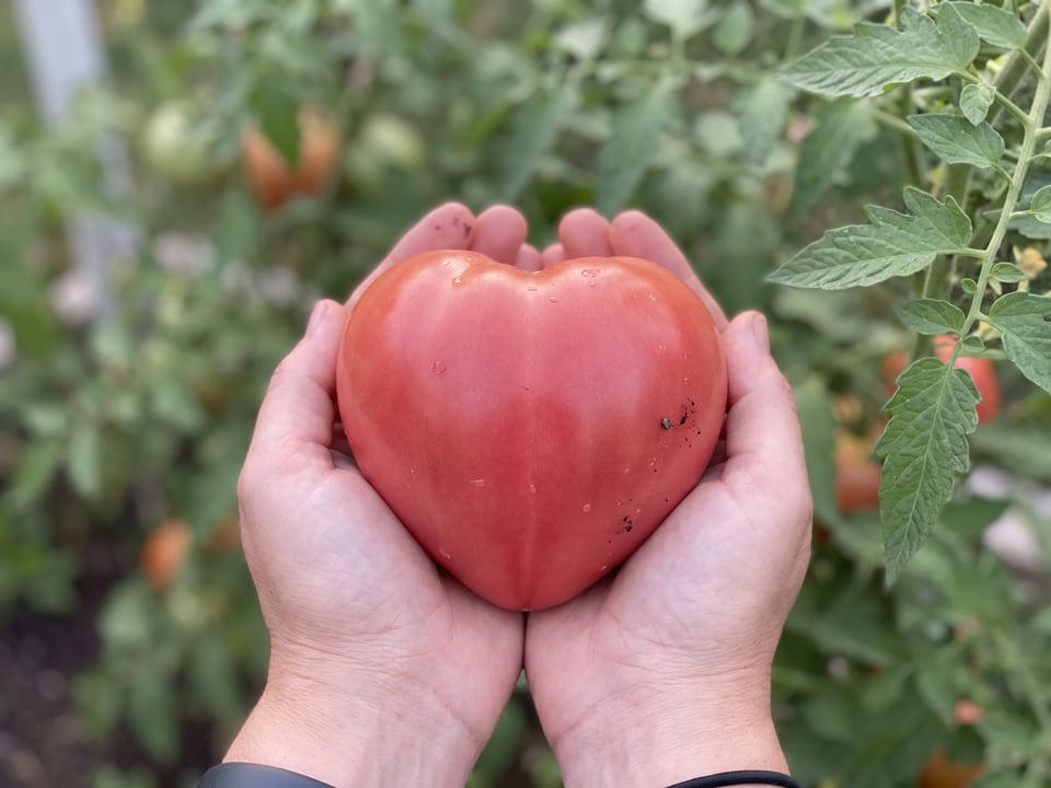A ripe Cuor di Bue tomato held in a gardener's hand