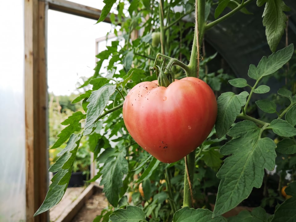 Cuor di Bue tomatoes ripening on the vine under cover