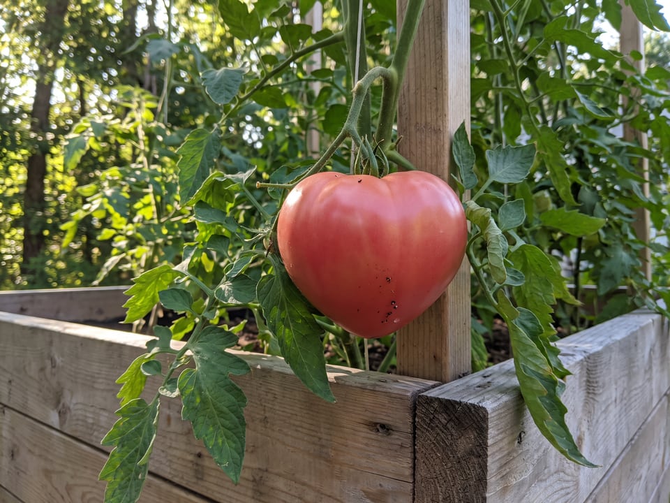 Cuor di Bue tomato plant in a garden bed with ripe fruit on the vine