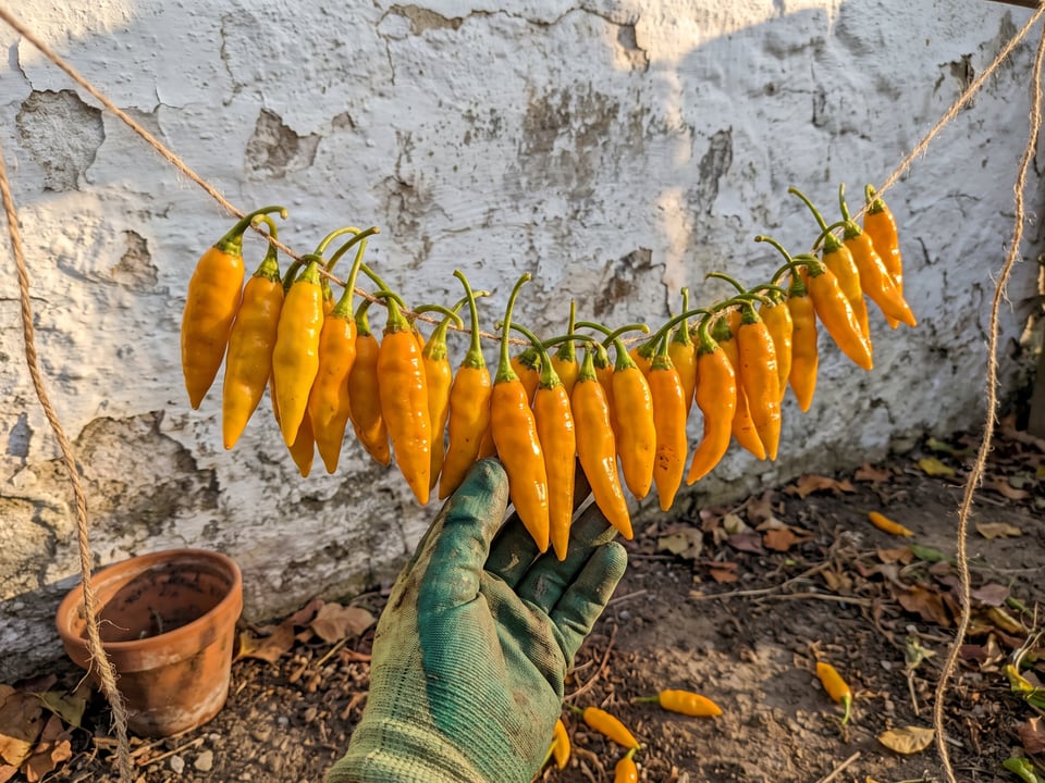 Freshly picked Datil peppers
