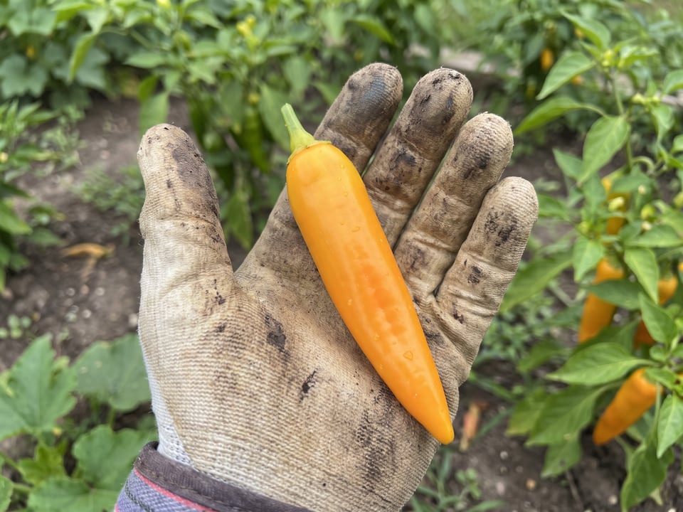 A ripe Datil pepper pod held in a gardener's hand
