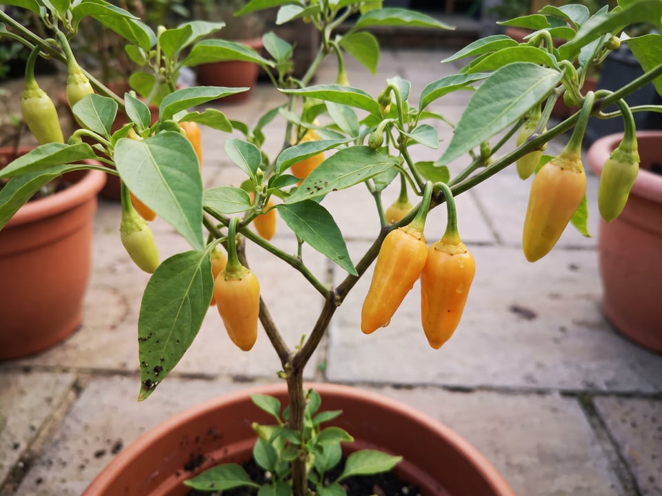 Datil pepper plant with ripe pods