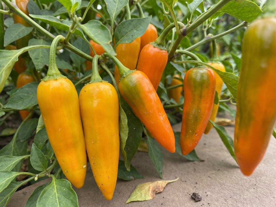Ripe Datil pepper pods on the plant
