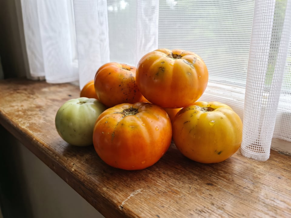 Freshly picked Dr Wyche's Yellow tomatoes