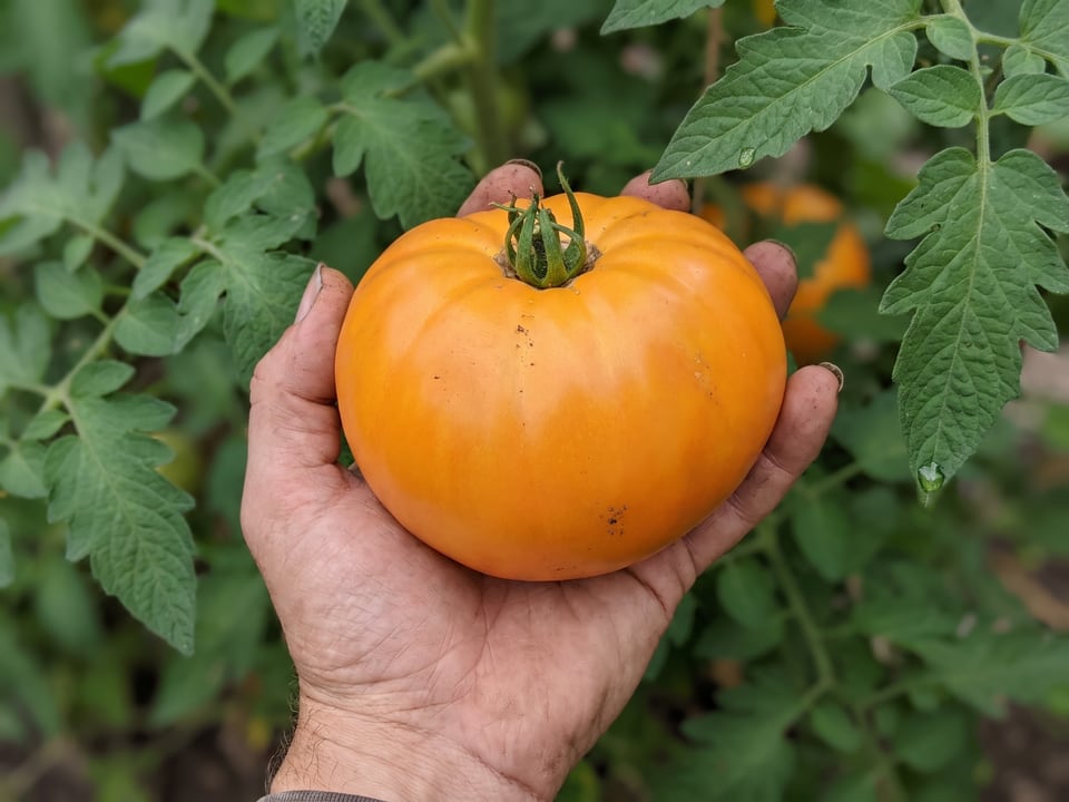 A ripe Dr Wyche's Yellow tomato held in a gardener's hand