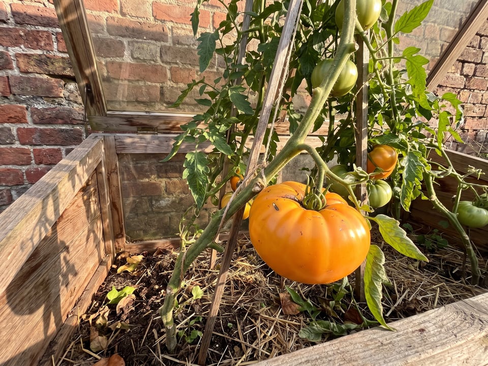 Dr Wyche's Yellow tomatoes ripening on the vine under cover