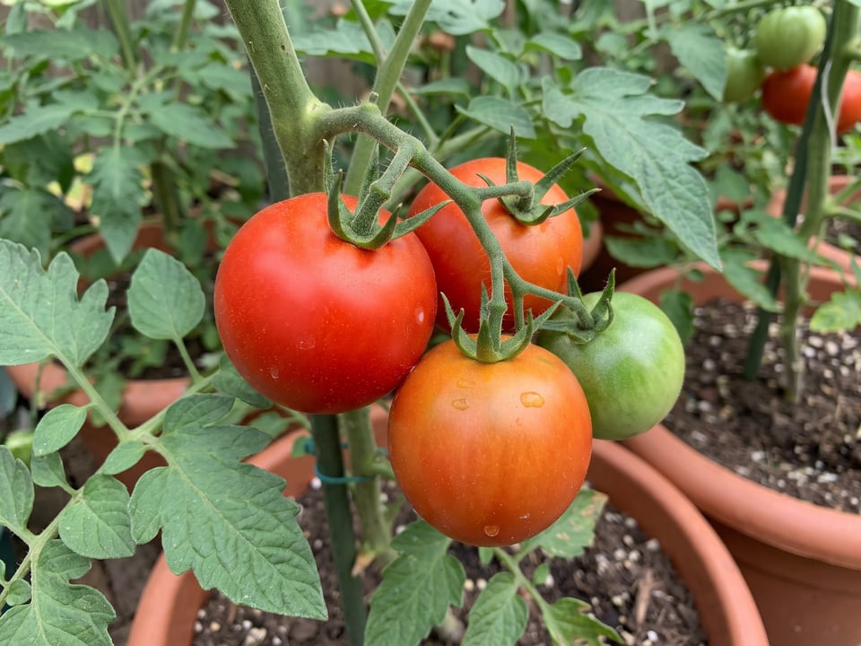 Early Girl tomatoes ripening in a cluster on the vine