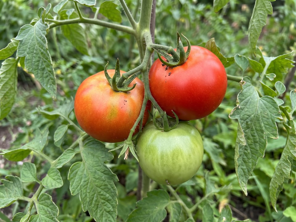 A truss of Early Girl tomatoes