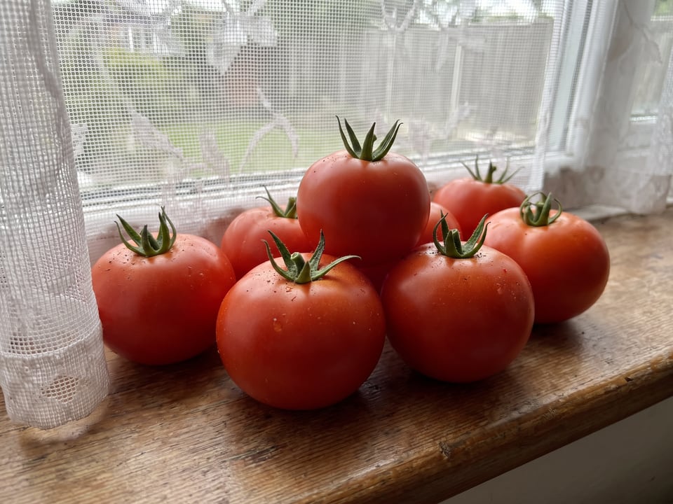 Freshly picked Early Girl tomatoes