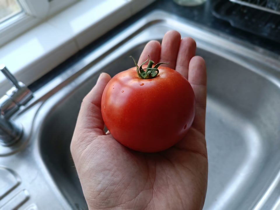 A ripe Early Girl tomato held in a gardener's hand