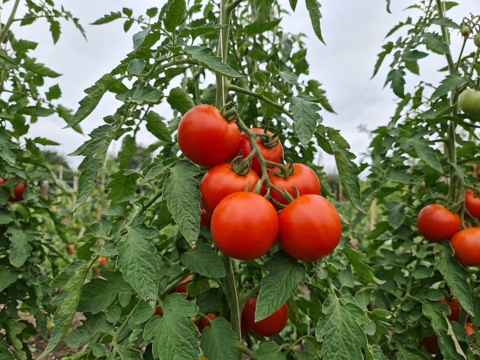 Early Girl tomato plant in a garden bed with ripe fruit on the vine