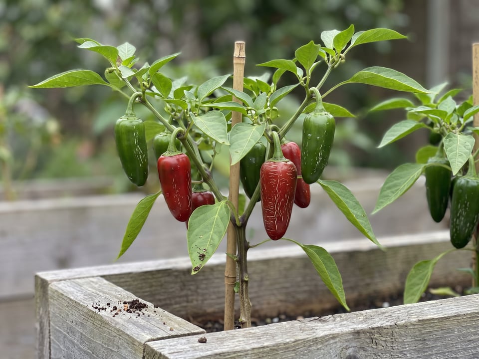 Early Jalapeno pepper plant with ripe pods