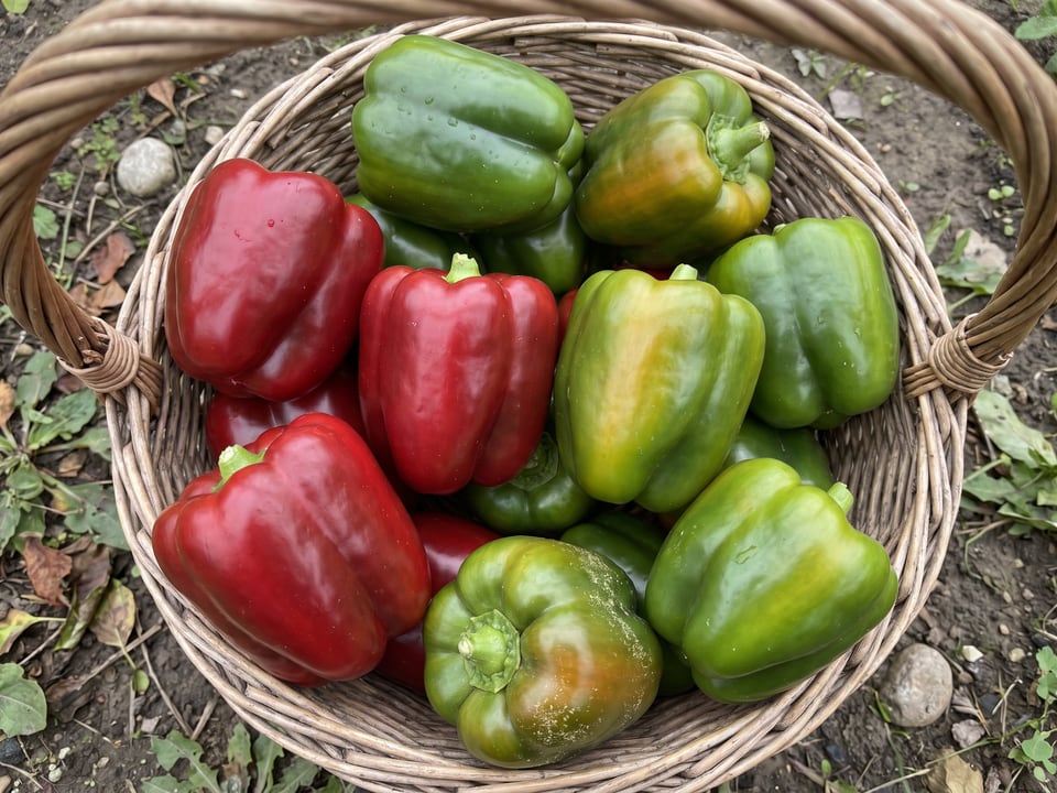 Freshly picked Emerald Giant peppers