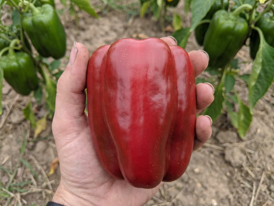 A ripe Emerald Giant pepper pod held in a gardener's hand