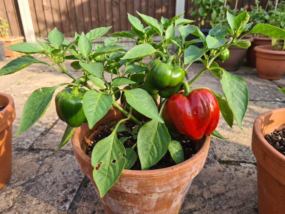 Emerald Giant pepper plant with ripe pods