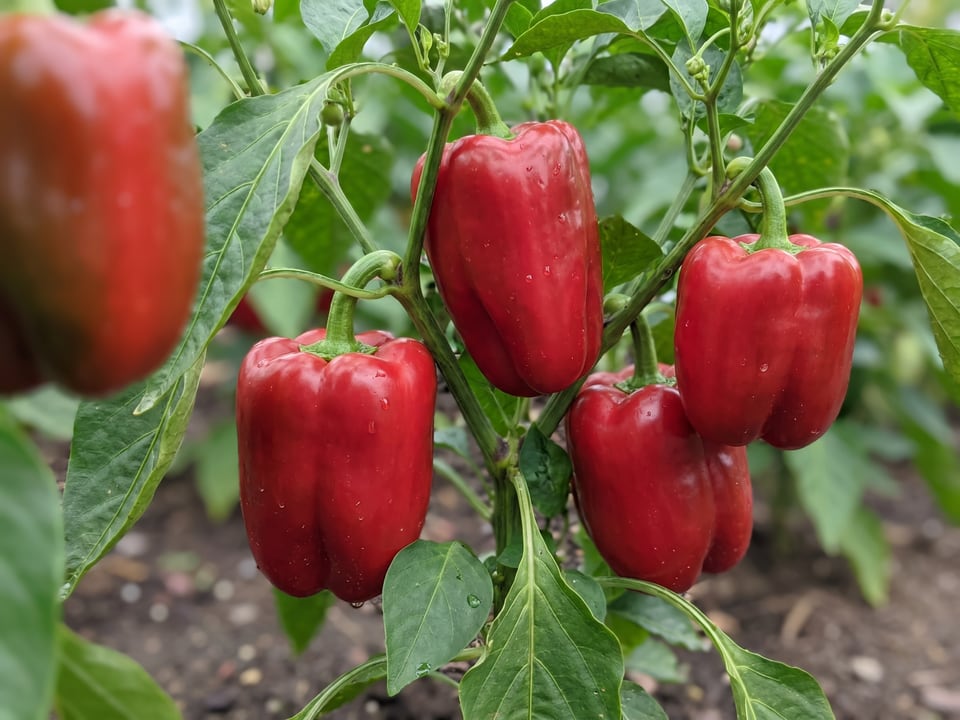 Ripe Emerald Giant pepper pods on the plant