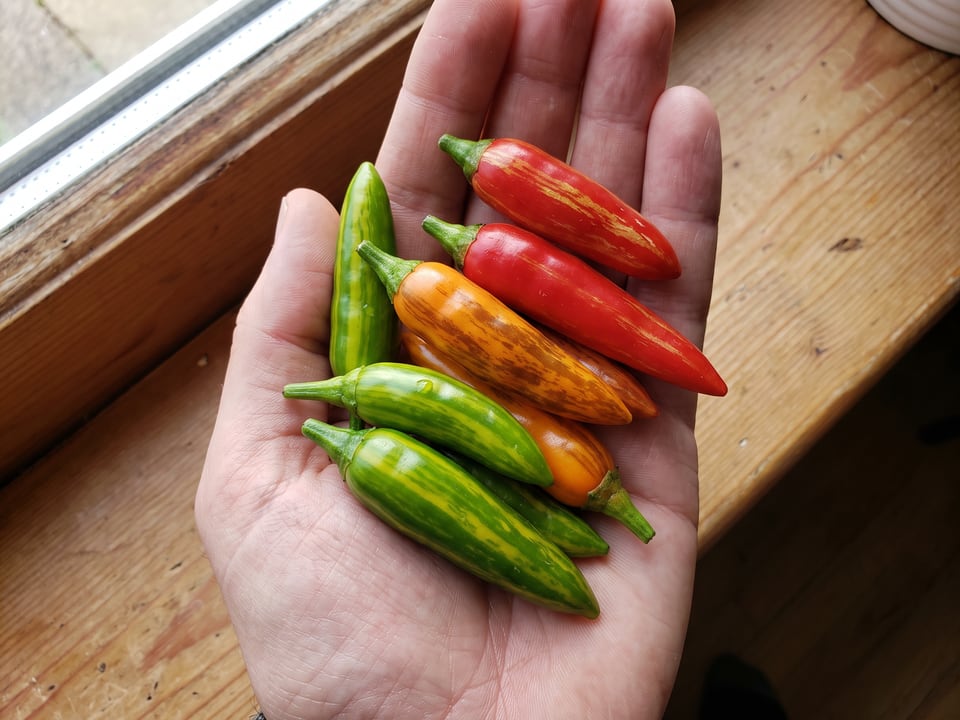 A ripe Fish pepper pod held in a gardener's hand