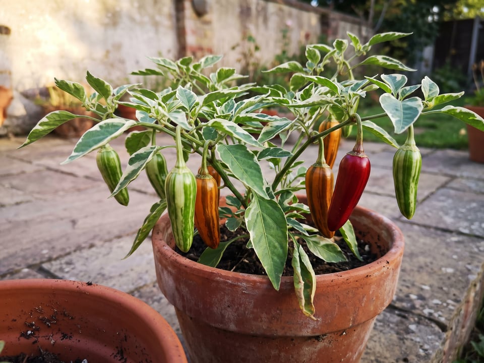 Fish pepper plant with ripe pods