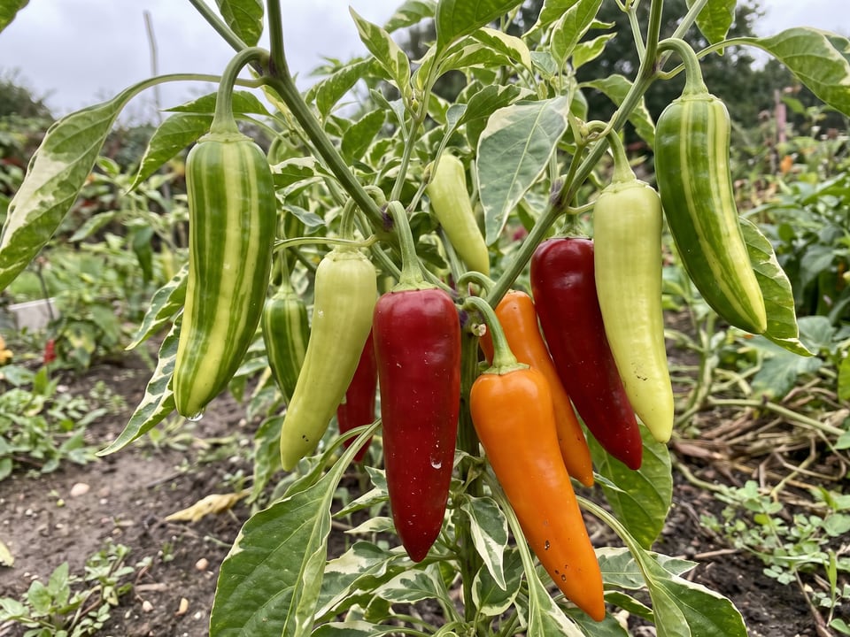 Ripe Fish pepper pods on the plant