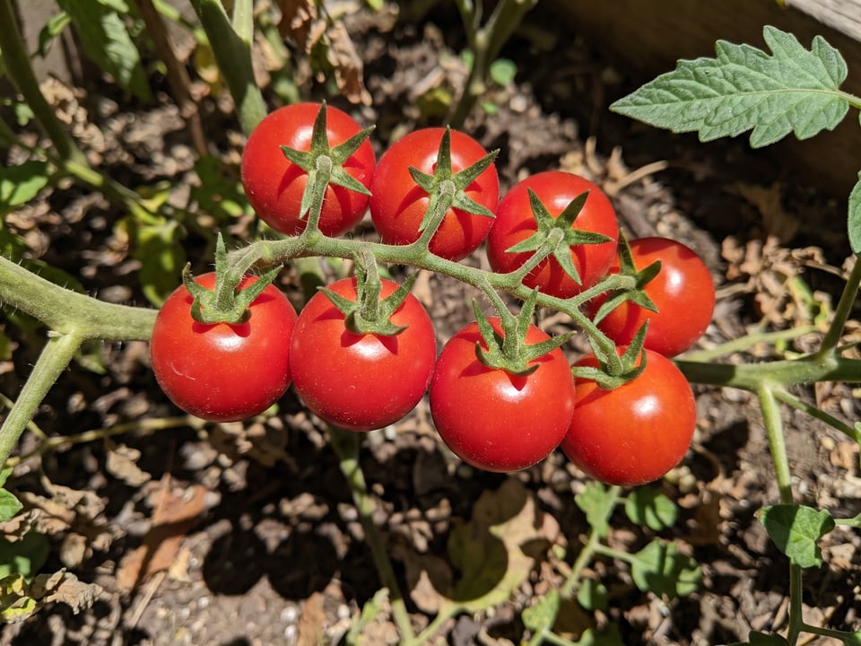 A truss of Flavor Bomb tomatoes