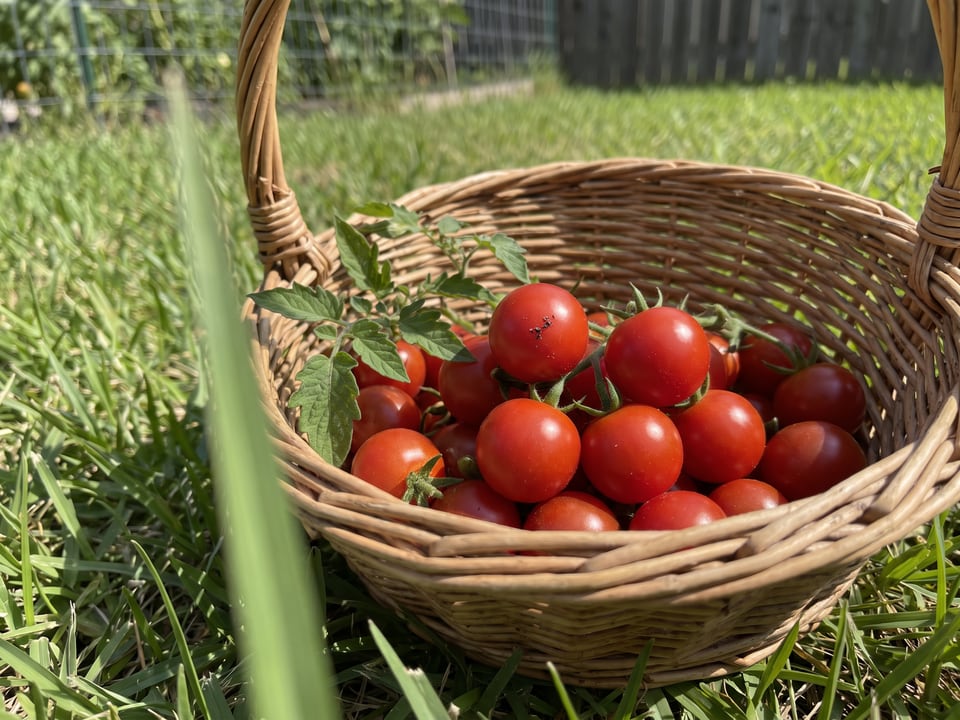 Freshly picked Flavor Bomb tomatoes
