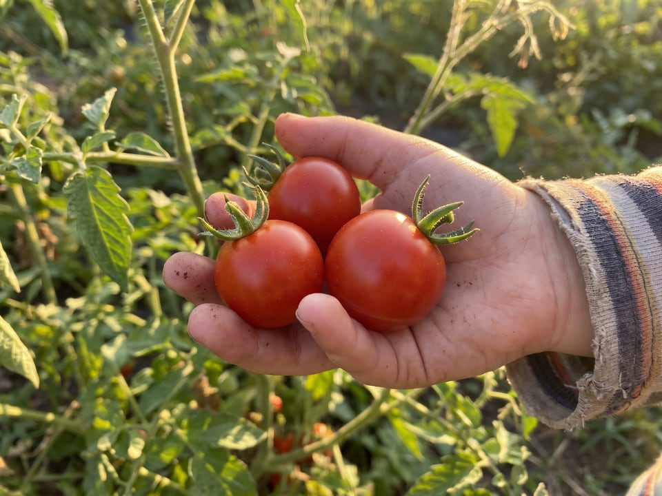 A ripe Flavor Bomb tomato held in a gardener's hand