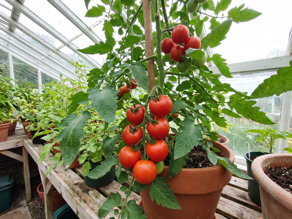 Flavor Bomb tomatoes ripening on the vine under cover