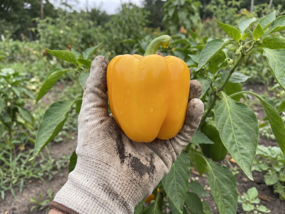 A ripe Flavorburst pepper pod held in a gardener's hand