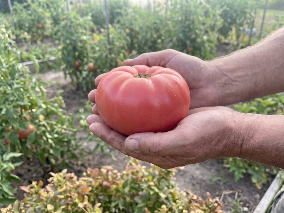 A ripe German Johnson tomato held in a gardener's hand