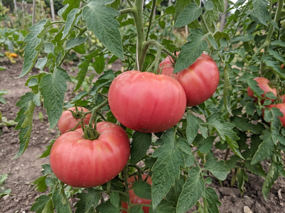 German Johnson tomato plant in a garden bed with ripe fruit on the vine