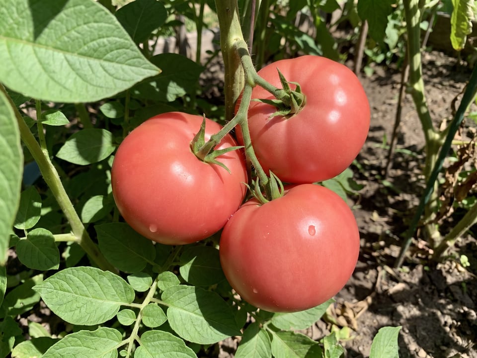 A truss of German Pink tomatoes