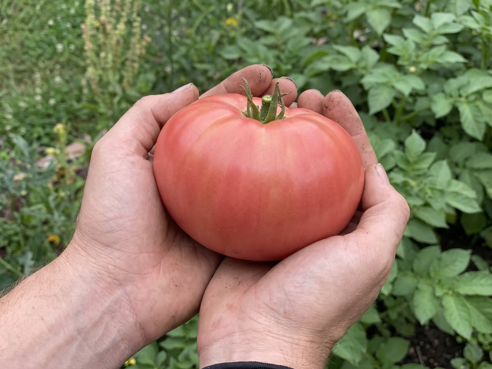A ripe German Pink tomato held in a gardener's hand