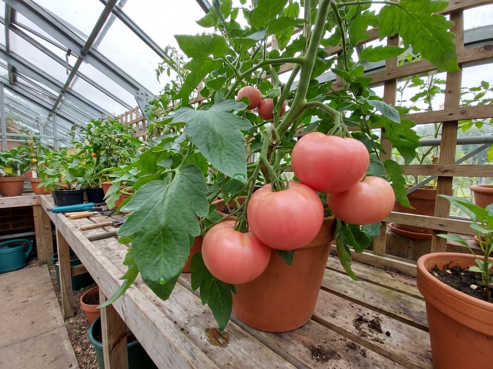 German Pink tomatoes ripening on the vine under cover