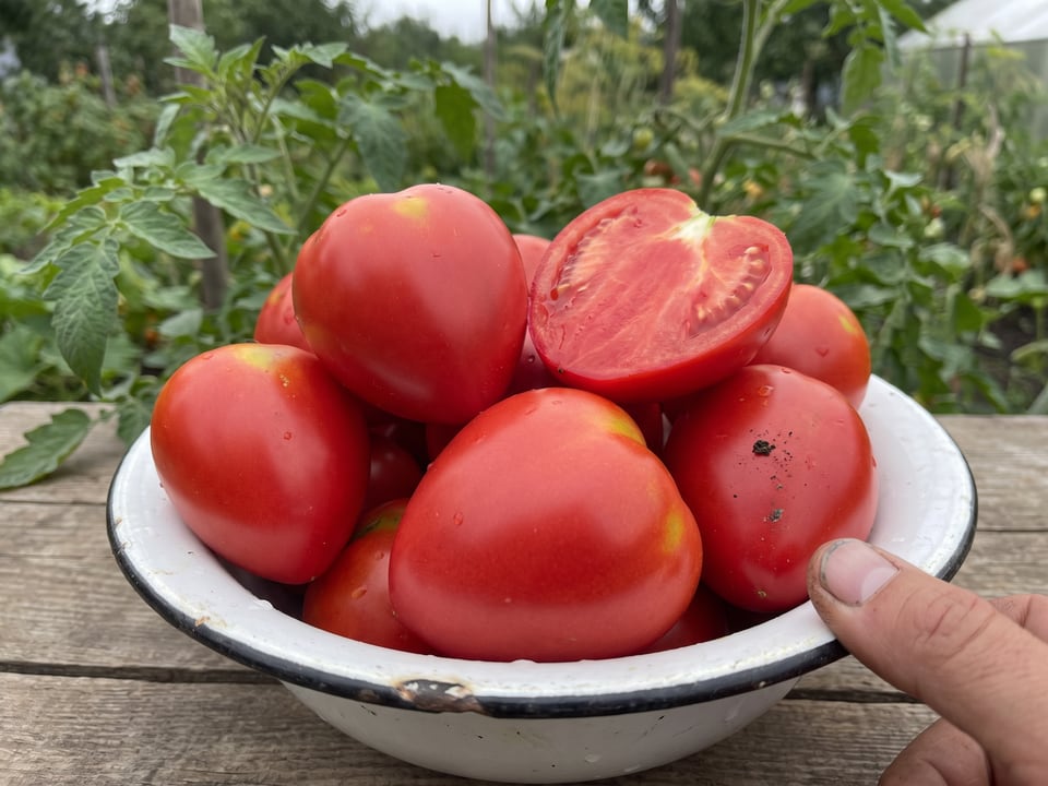 Freshly picked German Red Strawberry tomatoes