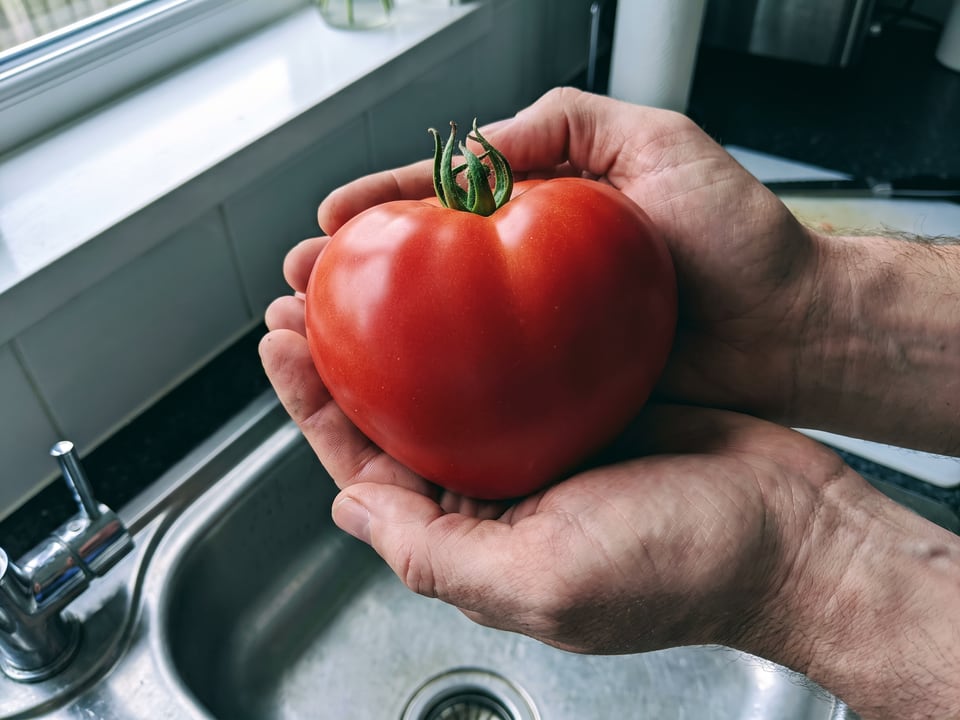 A ripe German Red Strawberry tomato held in a gardener's hand
