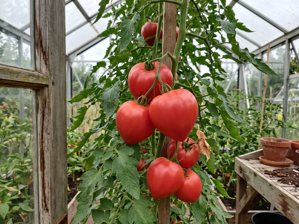 German Red Strawberry tomatoes ripening on the vine under cover
