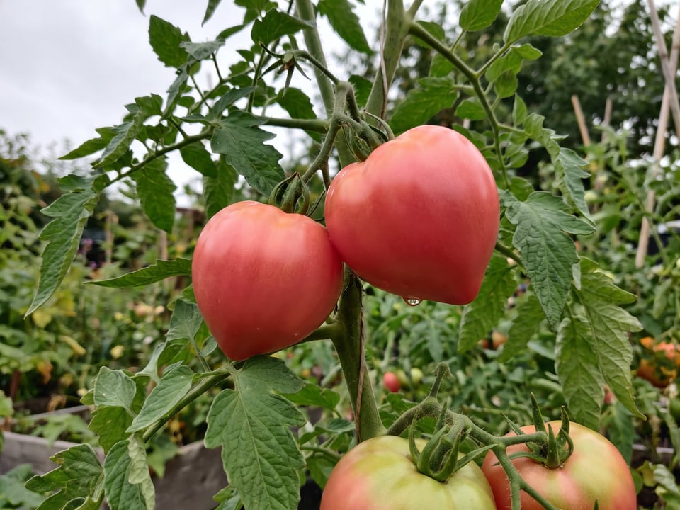 A truss of Giant Oxheart tomatoes