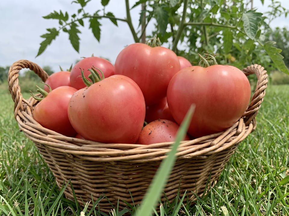 Freshly picked Giant Oxheart tomatoes