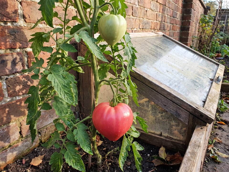 Giant Oxheart tomatoes ripening on the vine under cover