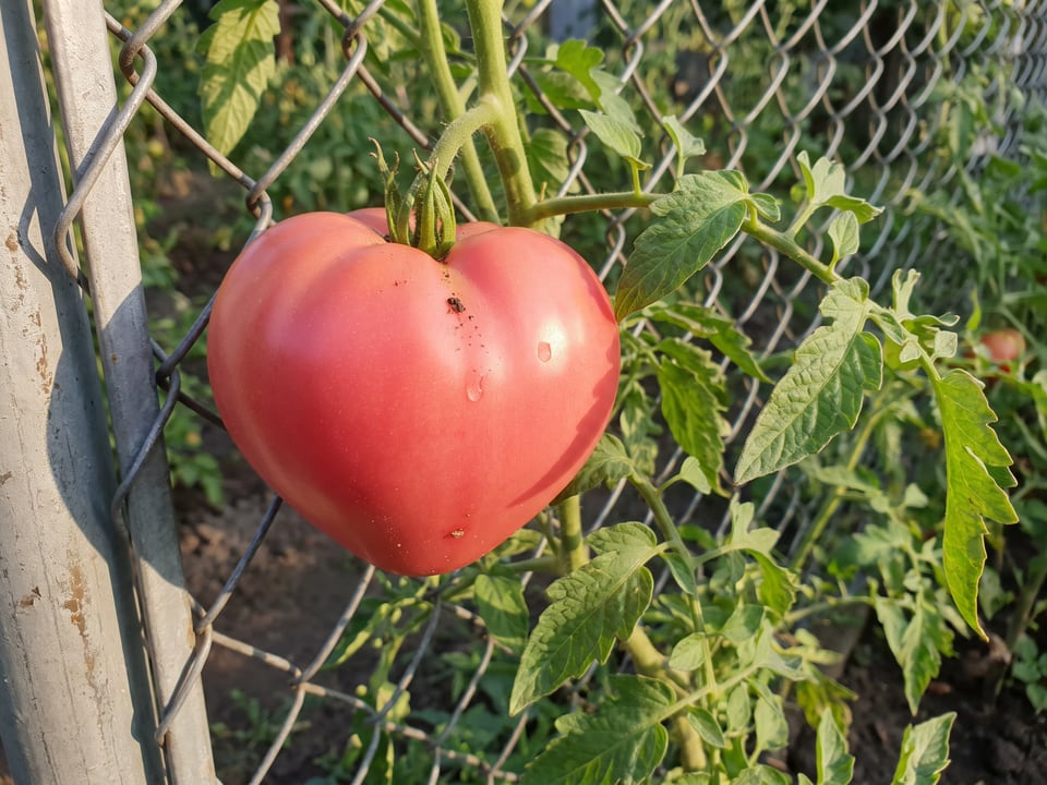 Giant Oxheart tomato plant in a garden bed with ripe fruit on the vine