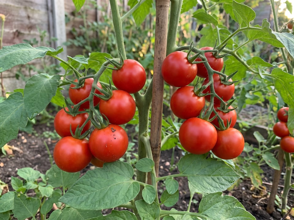 A truss of Glacier tomatoes
