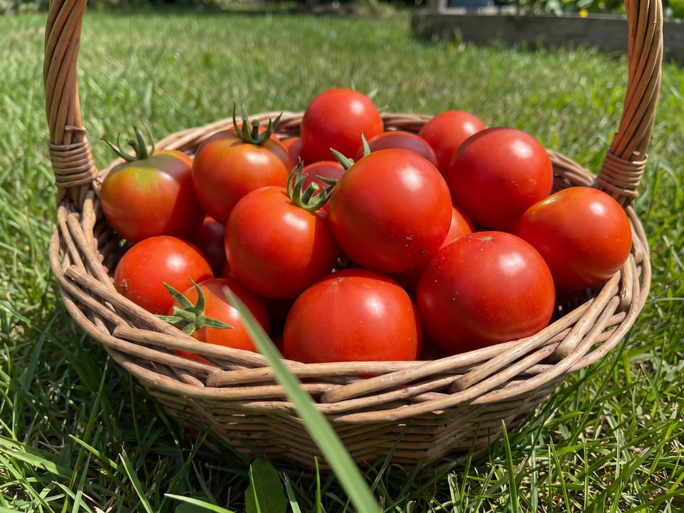 Freshly picked Glacier tomatoes